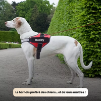 Harnais anti-traction réfléchissant personnalisable