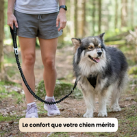 Laisse amortisseur (anti-tirage)